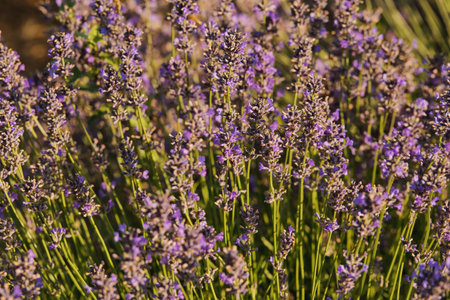 Soft focus flowers, beautiful lavender flowers blooming.の写真素材