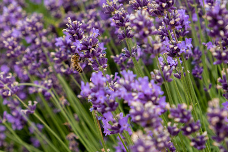 Bees pollinate lavender flowers in a lavender field. close-up. soft focus.の写真素材