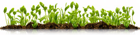 Group of young peas sprouts plants isolated on transparent background.の素材