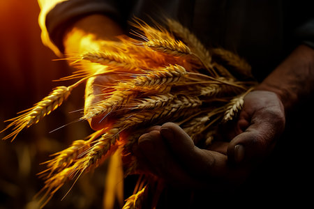 Farmer's hands with burnt spikelets of wheat after the fire. The concept of world hunger, food crisis.の素材