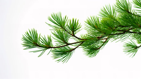 Pine twig isolated, Pine branch on white background.の素材