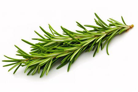 Fresh green sprig of rosemary isolated on a white background. Green natural spices.の素材