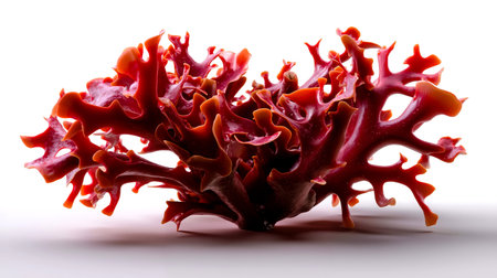 A close-up photograph of a coral-like structure with a vibrant red color and intricate branching patternsの素材