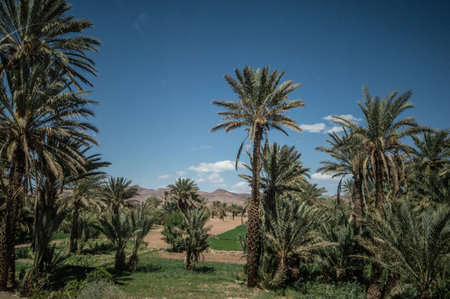 Palm tree oasis