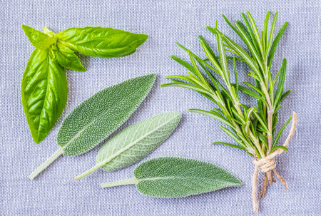 Fresh aromatic herbs, sage, rosemary and basil top view.の写真素材
