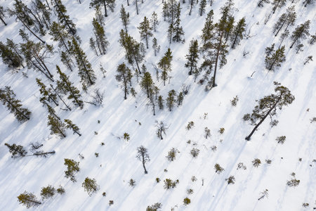 Karelian forest photographed from the air