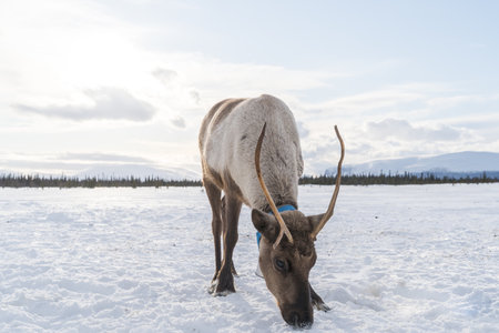 reindeer in the wild in the lovozersk tundra