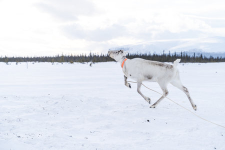 reindeer in the wild in the lovozersk tundraの写真素材
