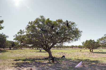 black goats on an argan tree