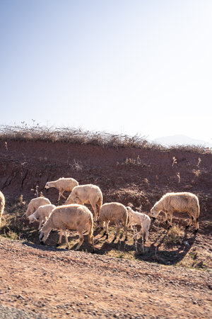 sheep on the roadside in the mountains of North Africa in the setting sunの写真素材