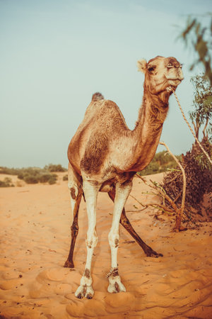 lompoul desert yellow sand photographed from the air in Africa camels and drivers go by caravan in Africaの写真素材