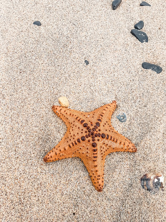 starfish lying on the beach on the island of Gore at low tide yellow sandの写真素材