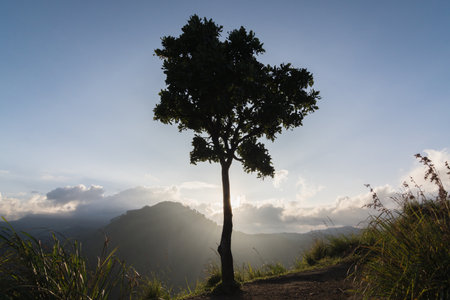 Backlight silhouette of a tree on the background of a mountain, Sri Lankaの写真素材