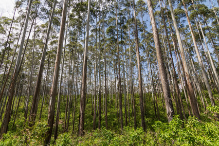 Rubber Tree Forest on Ella Rock Mountain, Sri Lankaの写真素材