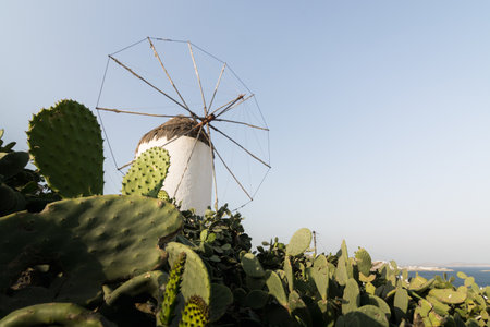 Ancient Bonis windmill in Mykonos old town, cactus bushes on the foreground. Agriculture and folklore museum. Wide angle lens shot at sunny day, space for text.の写真素材