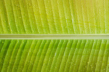 Close-up of green banana tree leaf, natural texture