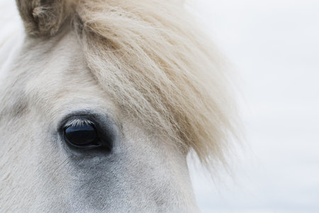 Close-up of Icelandic white horse with the fucus on the eyeの写真素材