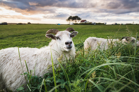 Close-up of Icelandic white sheep on a grass field during the sunset close to Seljalandsfoss waterfall.の写真素材