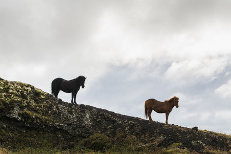 Silhouettes of Icelandic horses standing on the hill, Iceland. Cloudy summer day.の写真素材