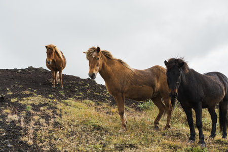 Brown and black Icelandic horses standing on the moss covered hill, Iceland.の写真素材