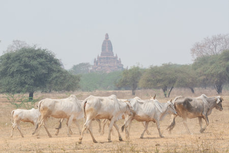 Herd of cattle walking through the dry field with temples and pagodas of ancient Bagan on background, Myanmar.の写真素材