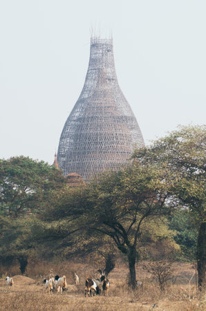 View over stupas and pagodas of ancient Bagan temple complex during sunrise golden hour in Myanmar. Goats on the foreground.の写真素材