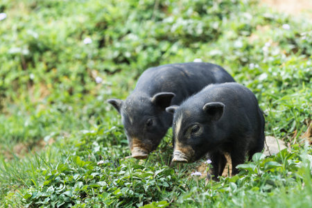 Two black domestic cute piglets with green grass on background
