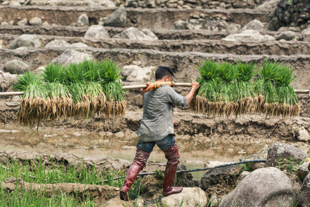 Sapa, Vietnam - May 2019: Vietnamese man carries rice planting material in Ta Van village.のeditorial素材