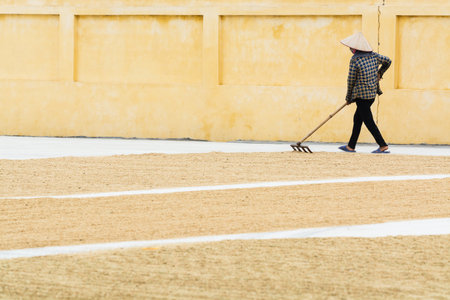 Ninh Binh, Vietnam - May 2019: Vietnamese woman flattens drying rice on the ground with the rakes.のeditorial素材