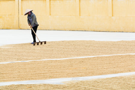 Ninh Binh, Vietnam - May 2019: Vietnamese woman flattens drying rice on the ground with the rakes.のeditorial素材
