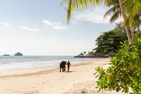 Koh Chang, Thailand - June 2019: Thai man walking an elephant on sandy Long Beach after bathing in the sea.のeditorial素材