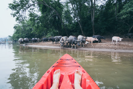 Red kayak nose overlooking herd of water buffalo drinking water on Nam Ou river near Nong Khiaw village, Laos.の写真素材
