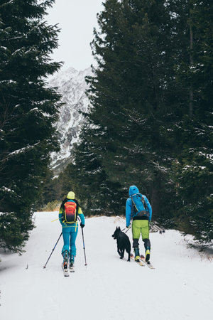 Couple skiing cross country with a dog through pine tree forest in High Tatra mountains in snowy winter, Slovakiaの写真素材