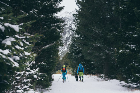 Couple skiing cross country with a dog through pine tree forest in High Tatra mountains in snowy winter, Slovakiaの写真素材