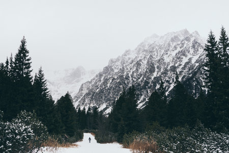 Small human figure walking towards High Tatra mountains through pine tree forest in winter, Slovakia.の写真素材