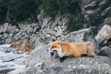 Wild red fox sleeping and yawning on the rock in High Tatra mountains, Slovakia. Snow and winter time.の写真素材