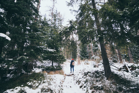 Woman trekking in snowy High Tatra mountains pine tree forest in winter, Slovakia