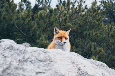 Wild red fox hiding behind the rock in High Tatra mountains, Slovakia.の写真素材