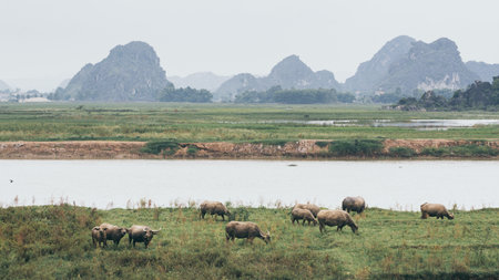 Herd of water buffalo standing at the waterfront near Ninh Binh village, Vietnam.の写真素材