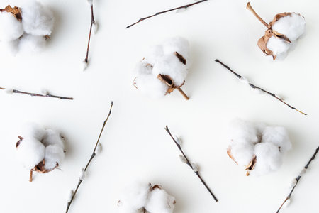 Flat lay with cotton flowers and willow catkins on a white backgroundの写真素材