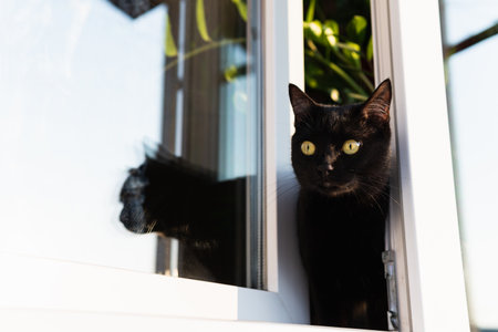Black cat looking out of the open house window