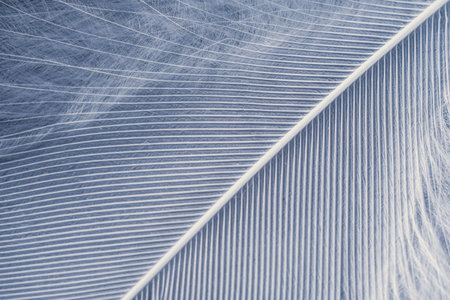 Closeup macro of white bird feather. Natural abstract texture forming monochromatic background.の写真素材