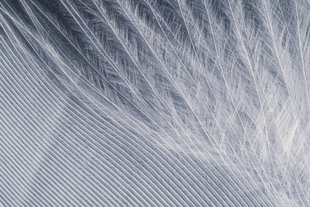 Closeup macro of white bird feather. Natural abstract texture forming monochromatic background.の写真素材