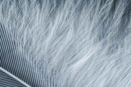 Closeup macro of white bird feather. Natural abstract texture forming monochromatic background.の写真素材