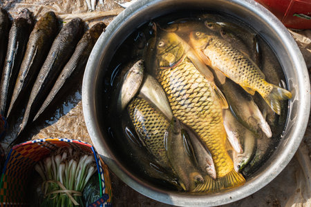 Inle lake fish in a bucket on the market of Indein, Myanmar.の写真素材