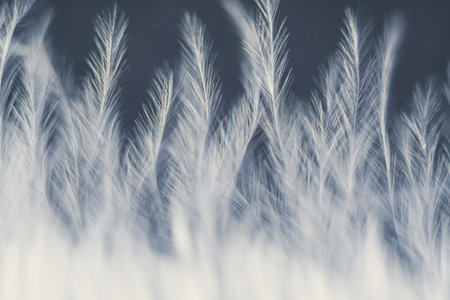 Closeup macro of white bird feather. Natural abstract texture forming monochromatic background.