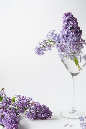 Purple lilac blossom standing in a stemmed glass vase on white background. Spring flowers still life with copy space for your text.の写真素材