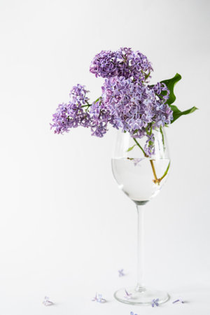Purple lilac blossom standing in a stemmed glass vase on white background. Spring flowers still life with copy space for your text.の写真素材