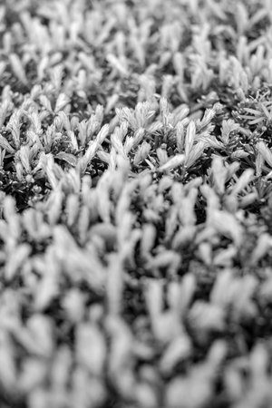 black and white micro leafs point focusの写真素材