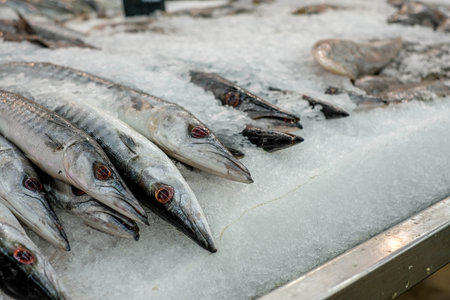 fish in ice bucket in supermarket. frozen fish. Fresh fish in market. Bunch of raw frozen fish on iceの写真素材